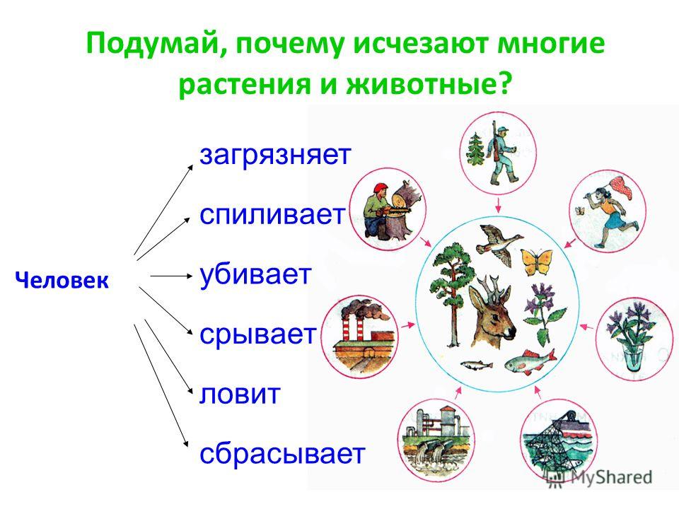 Проект по сохранению природы