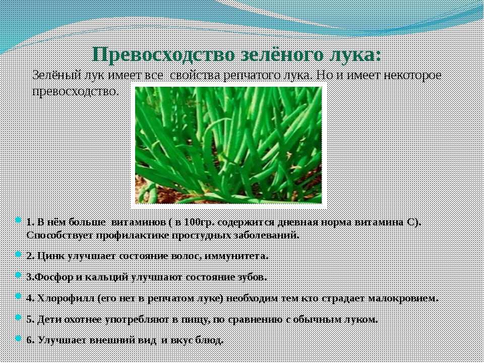 Зеленый лук полезные свойства