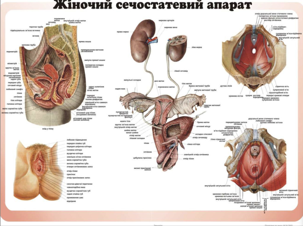 Строение наружных женских половых органов рисунок