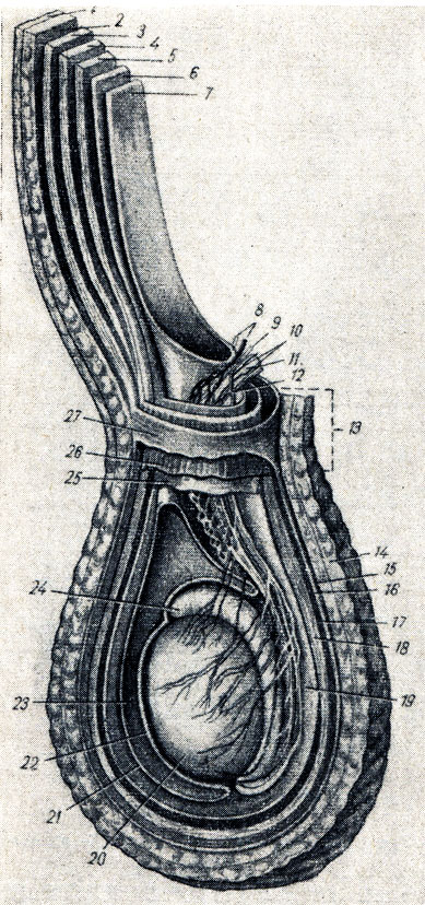 Канатик яичка. Сплетения семенного канатика. Анатомия яичка и семенного канатика. Белочная оболочка яичка анатомия. Семенной канатик -- funiculus spermaticus.