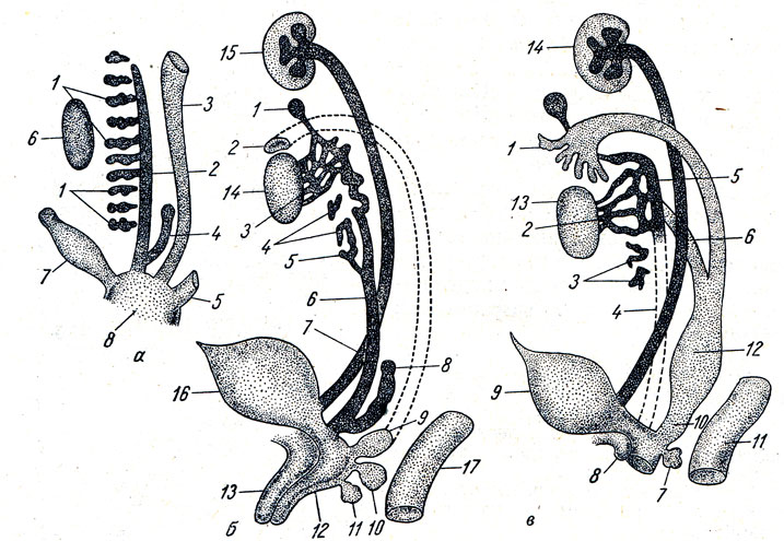 Ductus mesonephricus. Гермафродит Мочеполовая система. Строение половых органов гермафродита. Женские половые органы животных