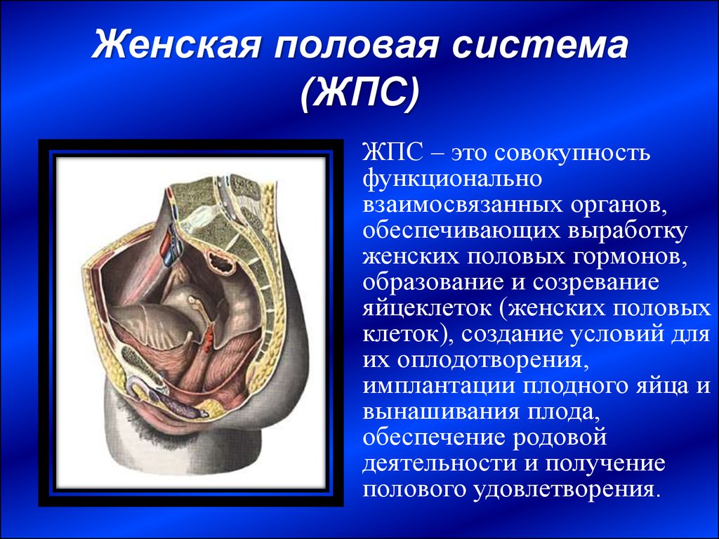 Название мужских и женских органов. Половая система. Система женских половых органов. Женская половая система органы. Анатомия половой системы женщины.