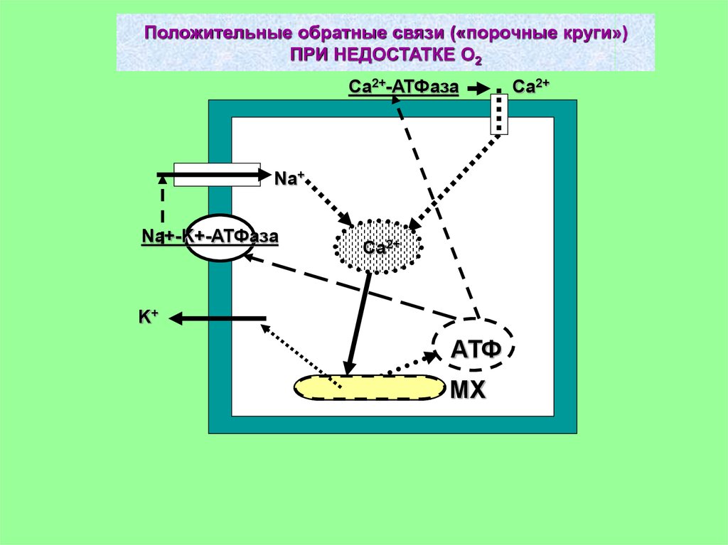 Положительная обратная связь. Порочные круги патологии клетки при повреждении мембран. Положительные обратные связи ШОК. Порочные круги патологии клетки при повреждении митохондрий. Порочные круги патологии клетки при повреждении лизосом.