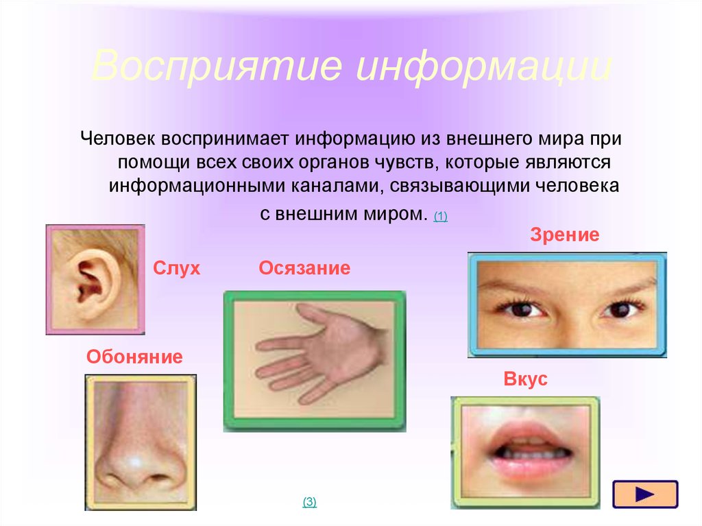 Восприятие органов чувств. Восприятие информации. Как человек воспринимает информацию. Органы восприятия информации. Восприятие информации органами чувств.