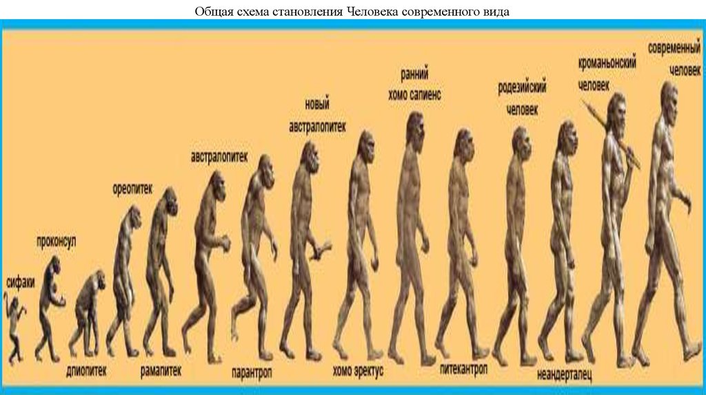 До скольки формируется человек. Этапы становления человека схема. Общая схема эволюции человека. Эволюция современного человека.