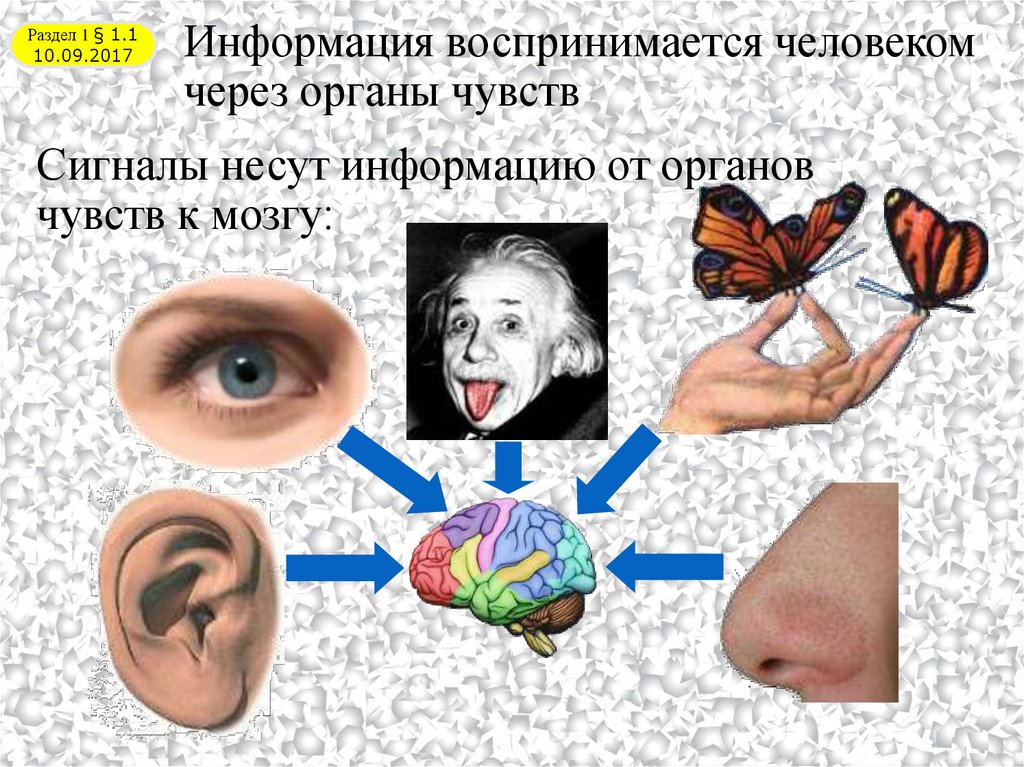 Органы с помощью которых человек воспринимает информацию