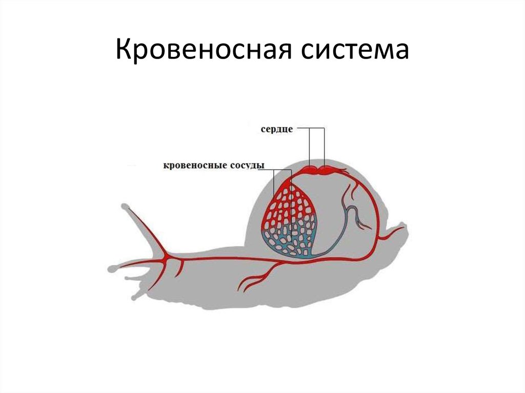 Моллюски имеют сердце. Кровеносная система улитки. Кровеносная система моллюсков. Тип моллюски кровеносная система. Кровеносная система прудовика.
