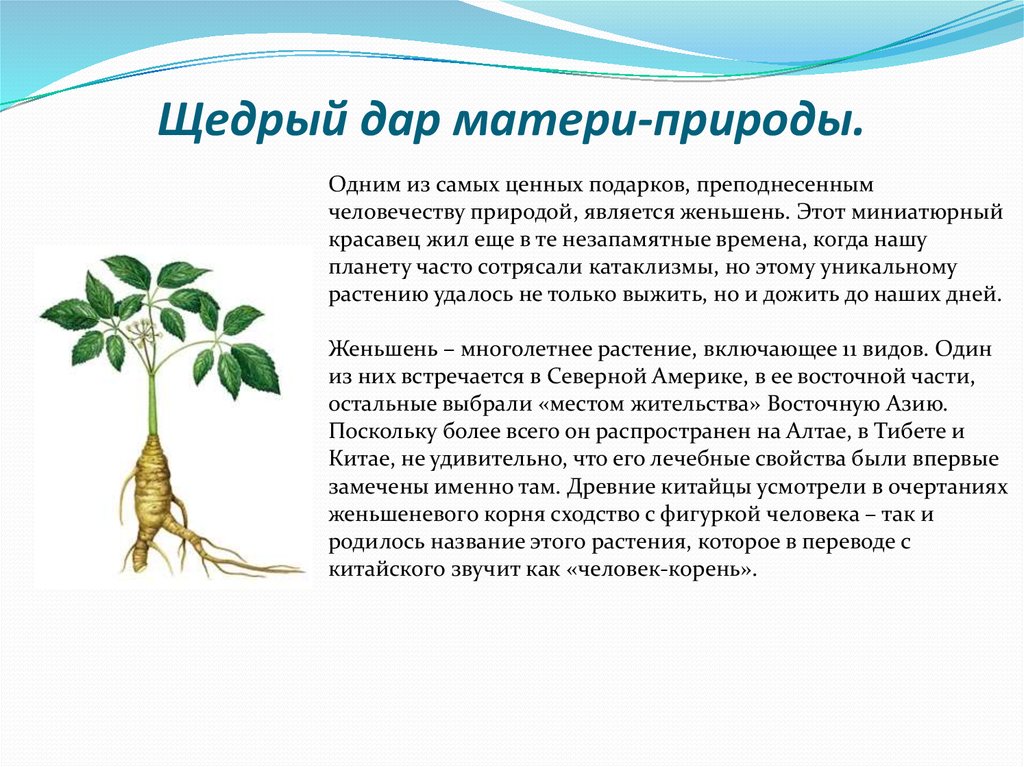 Краткое описание растения. Женьшень доклад. Женьшень описание растения. Женьшень из красной книги. Растения красной книги Жень Шень.