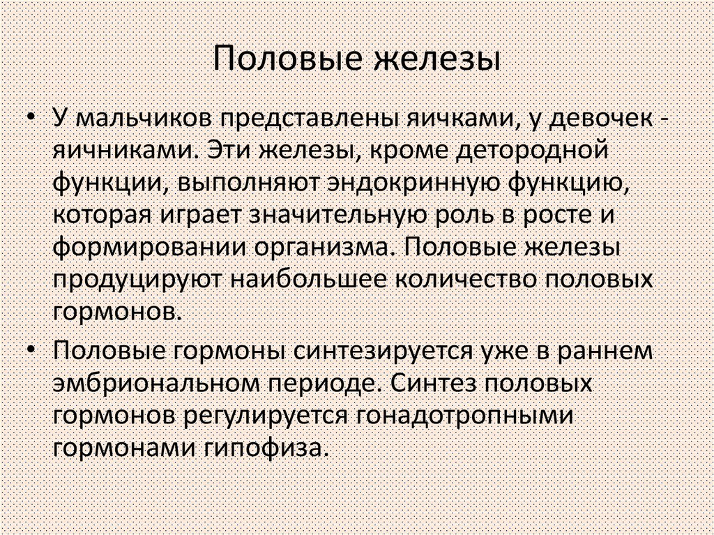 Анатомия половых желез