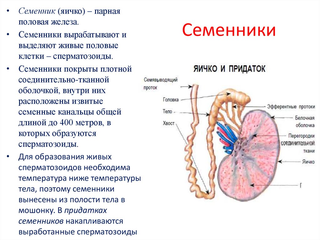 Половые железы схема