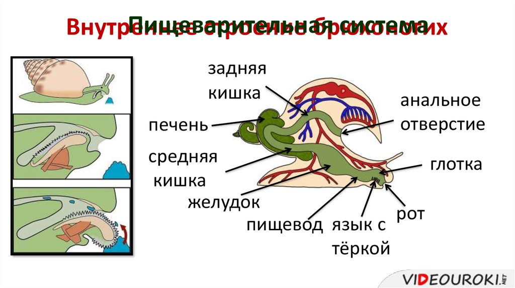 Строение улитки ахатины картинка