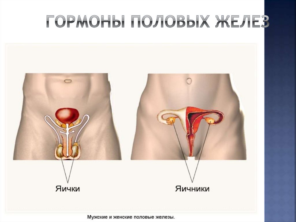 Половы железы. Половые железы. Половые железы внутренней секреции. Гормоны мужских половых желез. Женские половые железы.