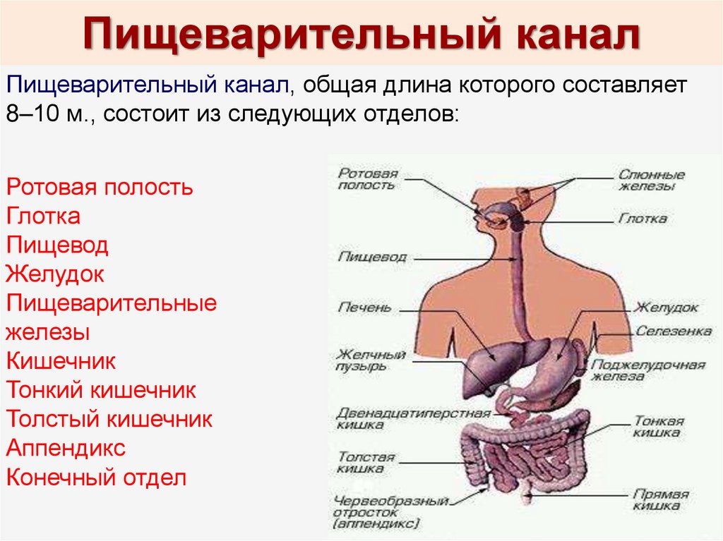 Пищевод печень толстая. Анатомическое строение пищеварительной системы человека. Схема органов желез пищеварительной системы. Пищеварительная система строение тонкой кишки. Пищеварительный канал тонкий кишечник и толстый.
