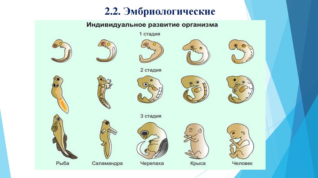 Индивидуальное развитие организма 9 класс биология презентация