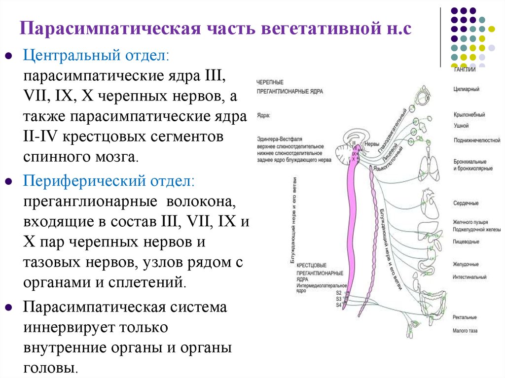 Парасимпатический отдел вегетативной нервной системы