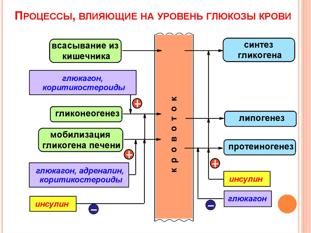 Влияние процессов. Факторы влияющие на уровень Глюкозы в крови. Процессы влияющие на уровень Глюкозы крови. Регуляция уровня Глюкозы в крови физиология. Глюкоза крови факторы влияющие на ее уровень.