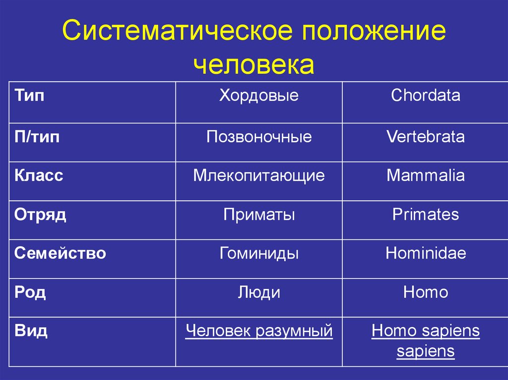 Схема классификации человека разумного