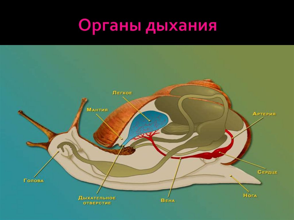 Улитка в разрезе рисунок