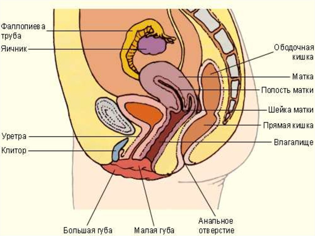 Схема женских органов
