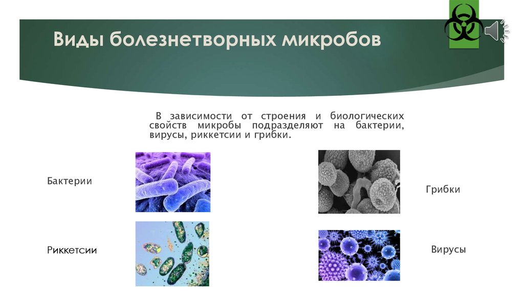 Какие бактерии относятся