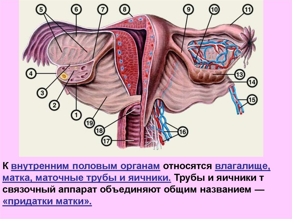 Женский половый организм. Матка маточная труба яичник анатомия. Матка яичники трубы анатомия. Матка с придатками анатомия. Матка, маточная труба и яичник, придатки..