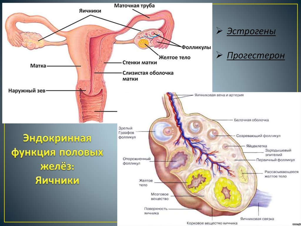 Железы женских органов