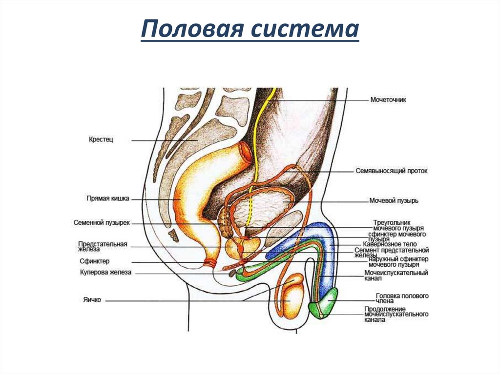 Мужская половая система человека. Мужская половая система человека строение. Анатомия человека половая система мужчин. Строение мочеполовой системы у женщин анатомия. Строение половой системы мужчины и женщины.