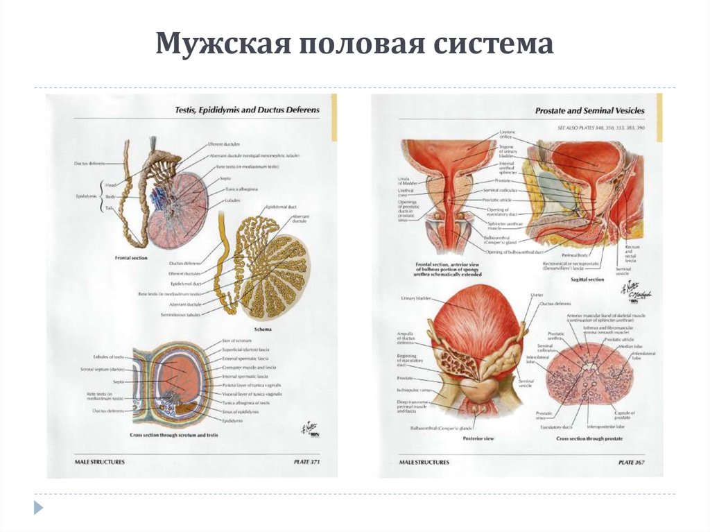 Формы мужского полового. Мужская половая система вид сбоку. Анатомическое строение мужской репродуктивной системы.