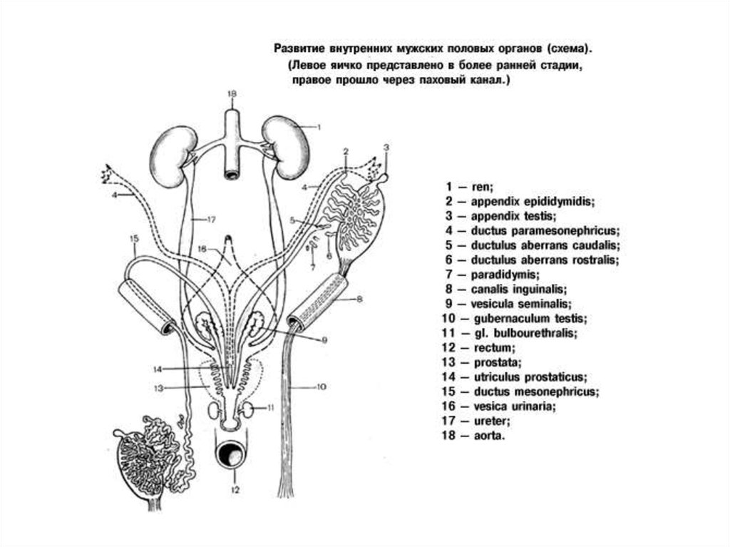 Схема строения органа