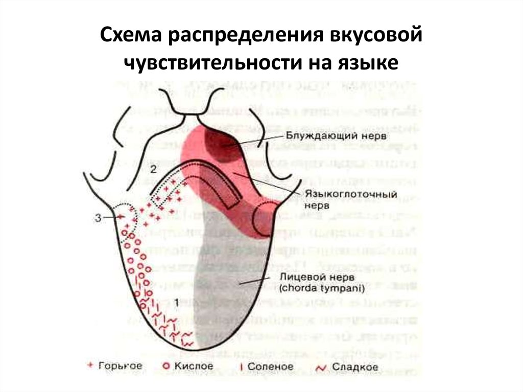 Карта вкусовых рецепторов языка