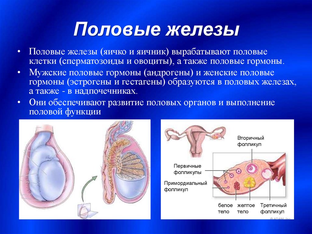 Половые железы схема