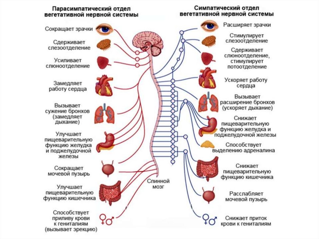 Автономная н с. Симпатическая вегетативная нервная система. Отделы вегетативной НС. Строение вегетативной нервной системы человека. Схема строения автономной вегетативной нервной системы.