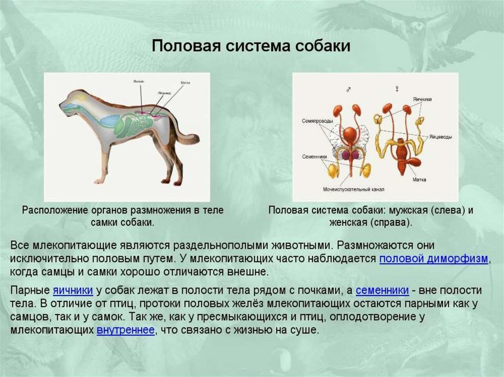 Анатомия и физиология женских половых органов презентация