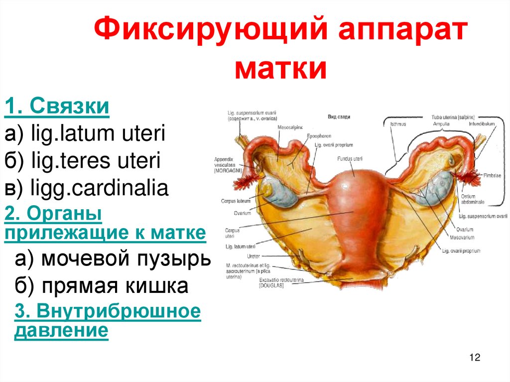 Строение женских органов малого таза схема