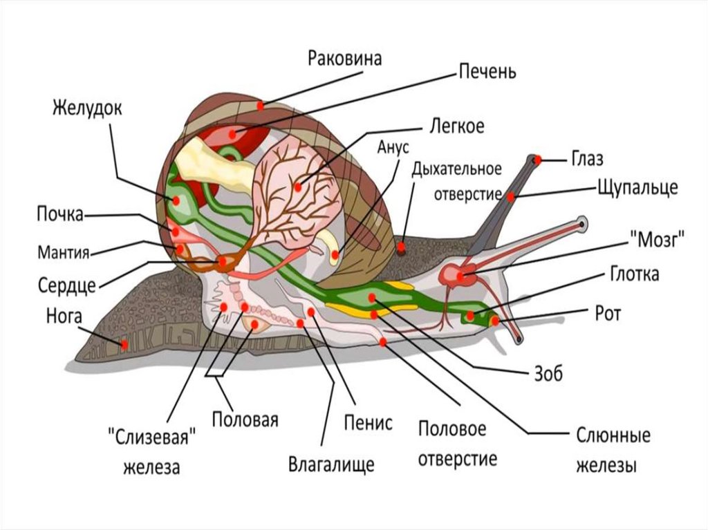 Строение улитки ахатины картинка