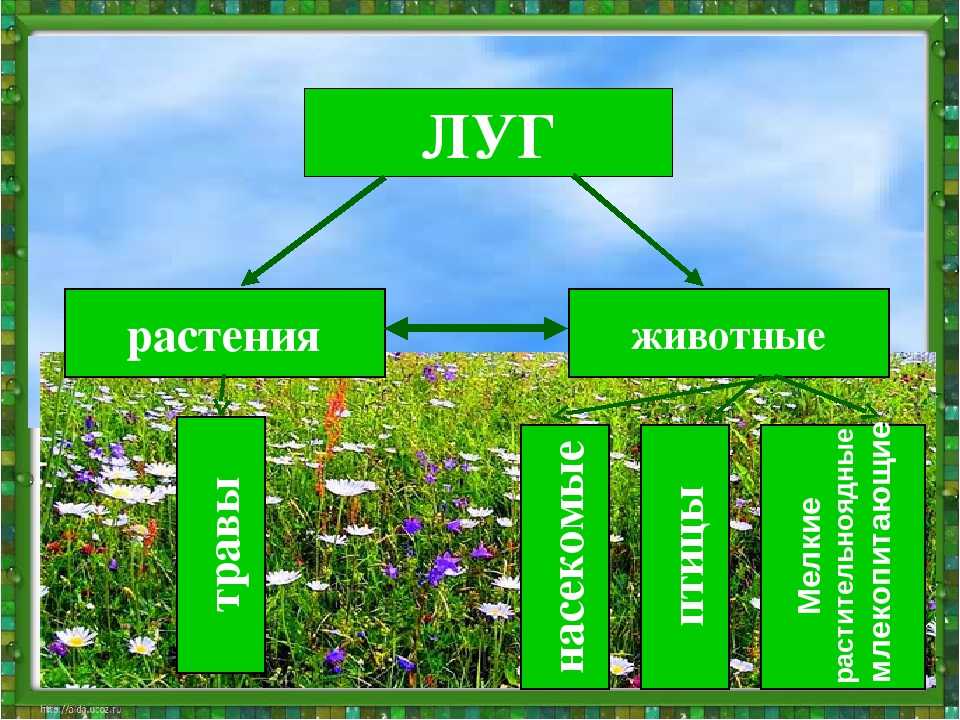 Презентация животные растения луга 2 класс школа 21 века