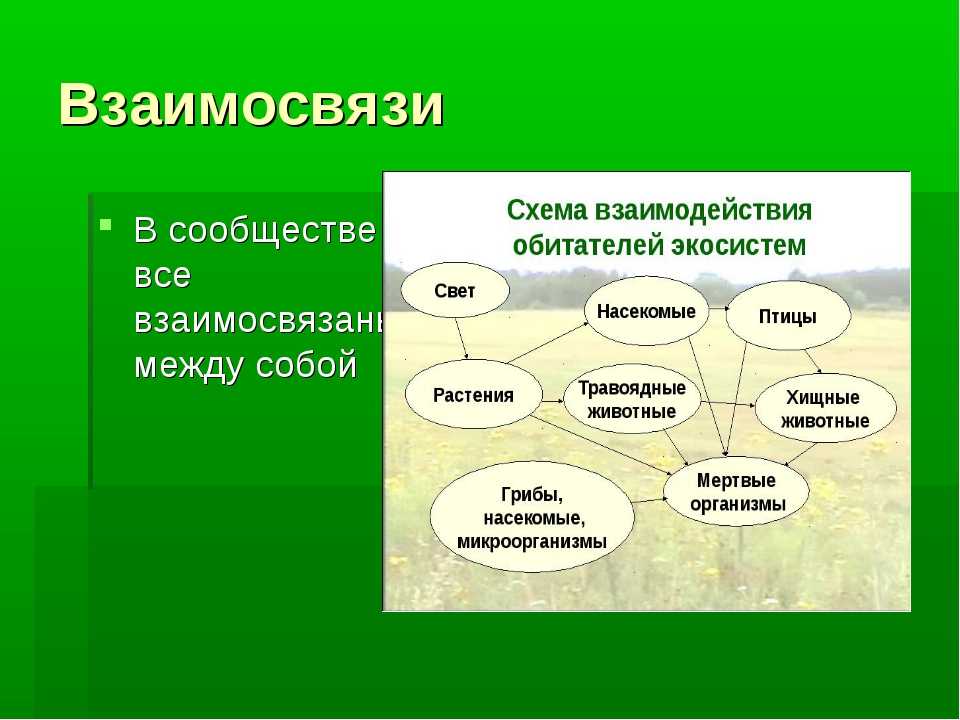 Экосистема презентация по биологии 5 класс