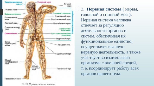Единый план строения органов. Строение тела человека нервная система. Строение нервной системы с описанием. Строение центральной нервной системы спинной мозг. Строение человека скелет нервная система.