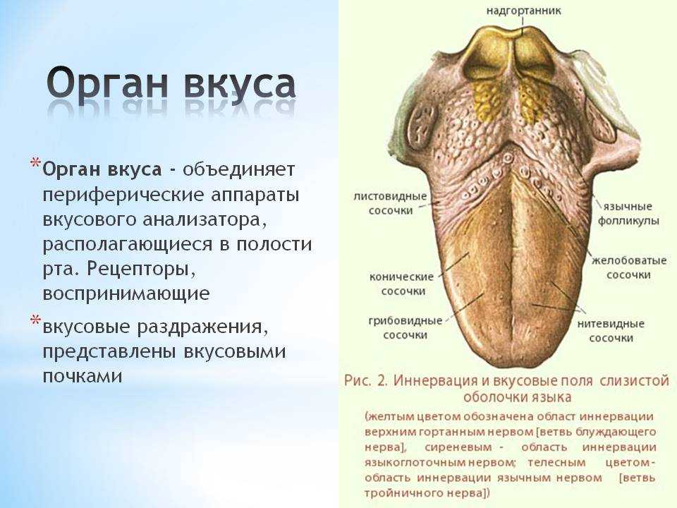 Особенности языка человека. Вкусовой анализатор строение и функции. Орган вкуса строение и функции. Орган вкуса анатомия кратко. Вкусовой анализатор строение анатомия.