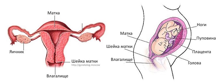 Женская матка схема