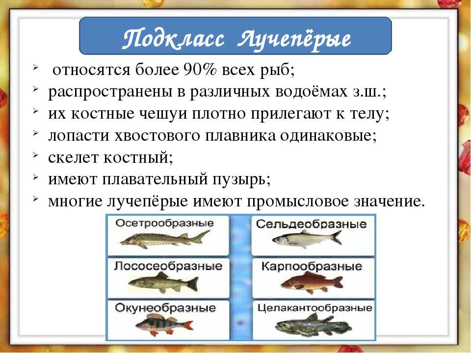 Характеристика классов рыб таблица