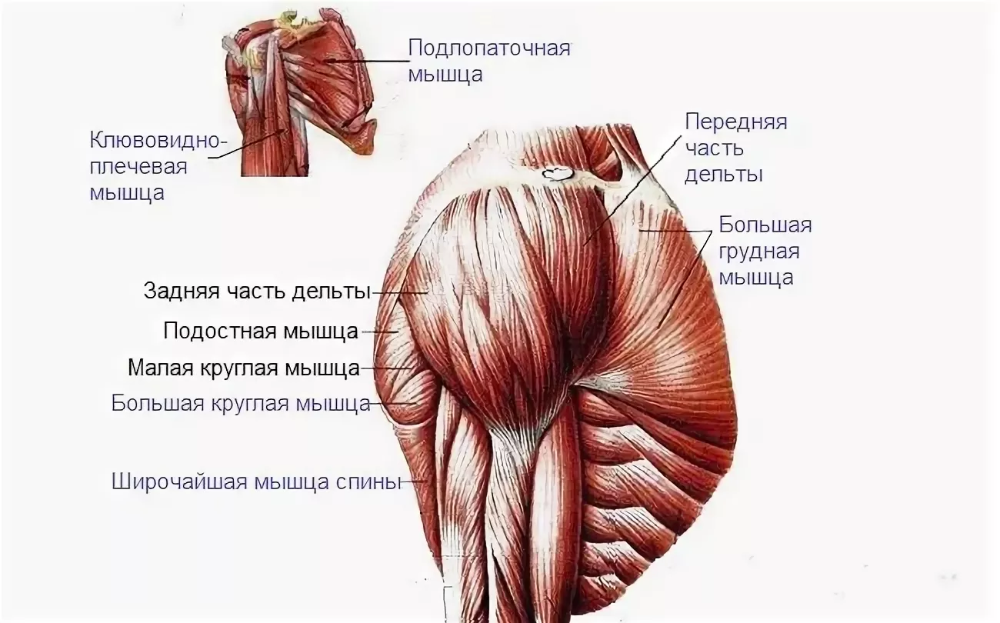 Передние пучки дельтовидных. Анатомия мышц задняя Дельта. Дельтовидная мышца плечевого пояса. Дельтовидная мышца плеча анатомия. Дельтовидная мышца анатомия рисунок.