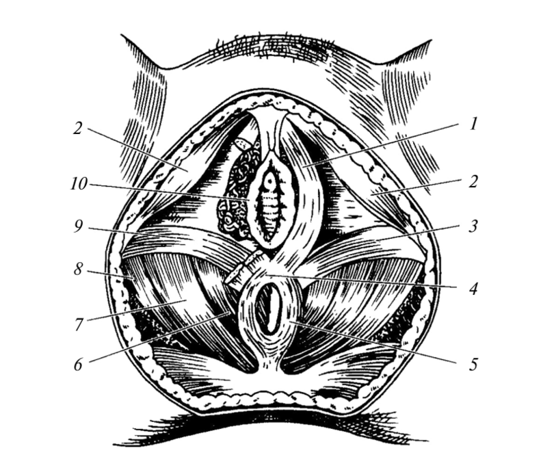 Женские половые органы снаружи. Мышцы тазового дна анатомия.