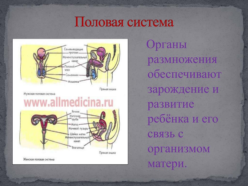 Женский половый орган