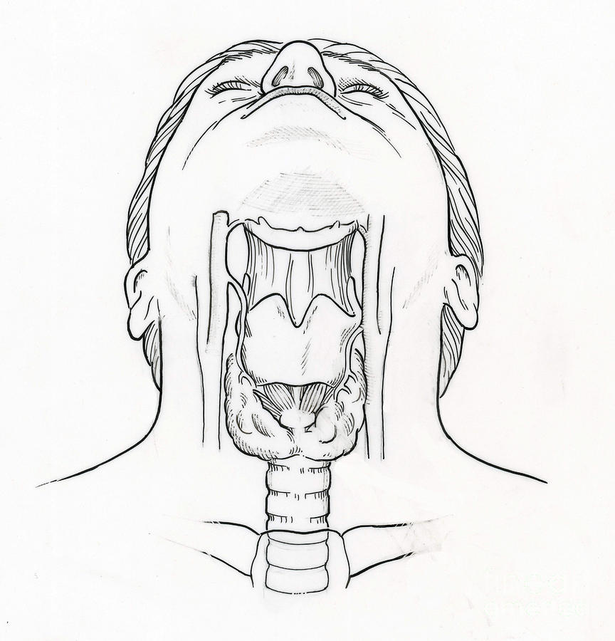 Где находится гортань у человека показать рисунок