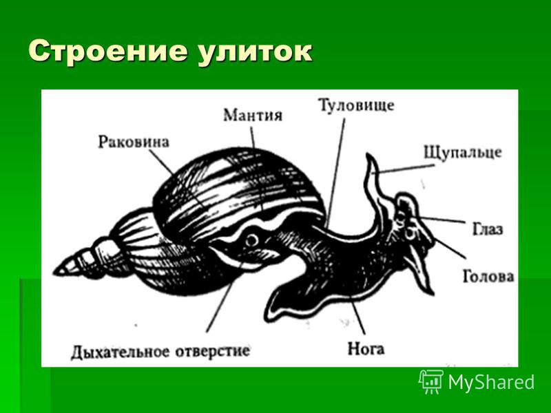 Внутреннее строение виноградной улитки рисунок с подписями