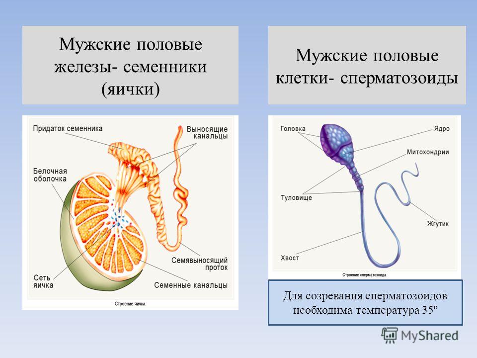 Половые железы схема