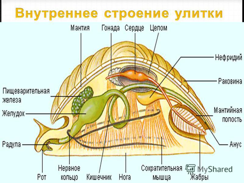 Схема какой системы брюхоногого моллюска изображена на рисунке