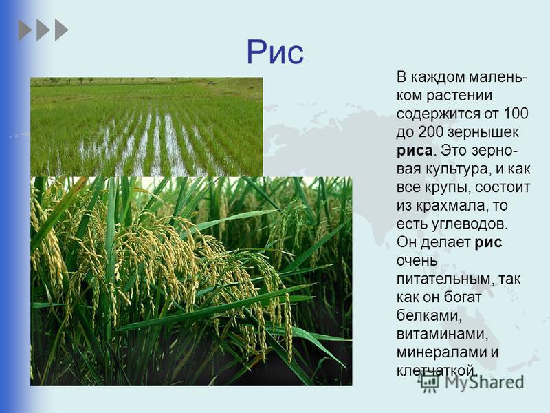 Проект про рис