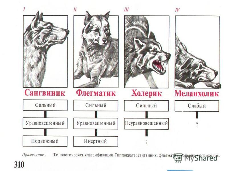 Определение типа внд по анамнестической схеме